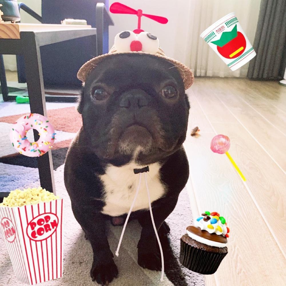 Hat – Cute Propeller Summer Dog Cap Pet Owner Apparel | Unique Design