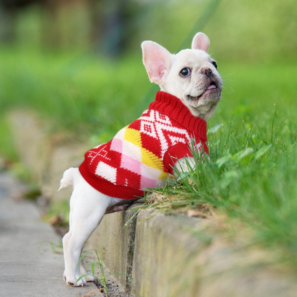 Knitted Winter Sweater for French Bulldog