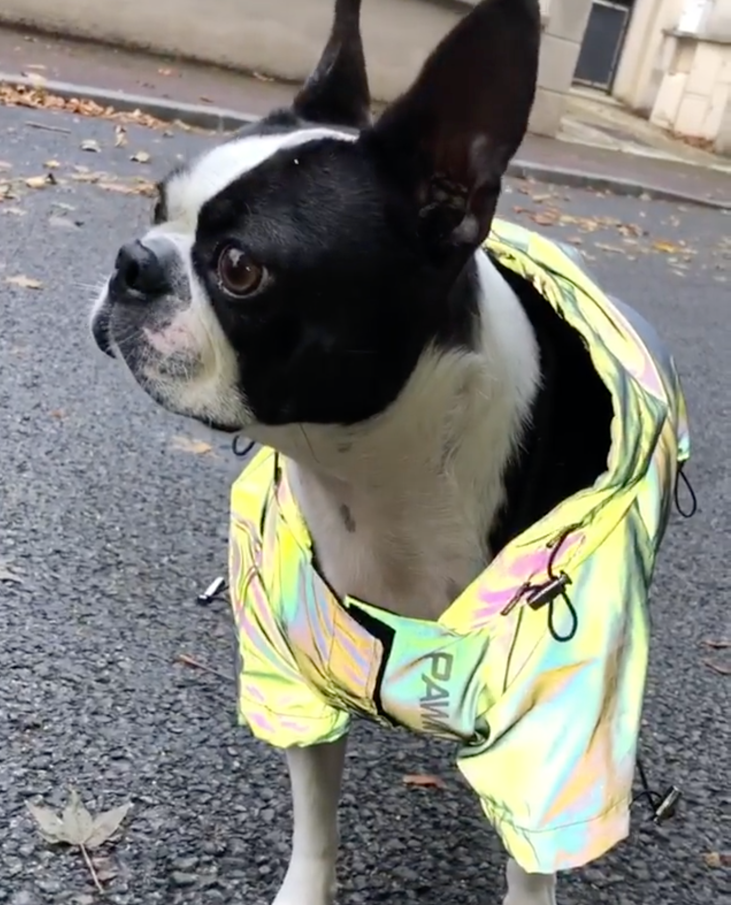 French Bulldog Reflective French Bulldog Jacket (ws39) Warm Dog Outfit