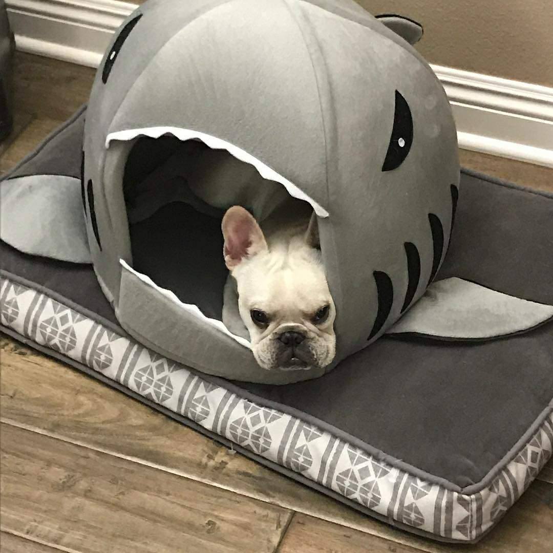 Daily-Walk House For Frenchie (shark Bed) (ws14) for Indoor Use Durable