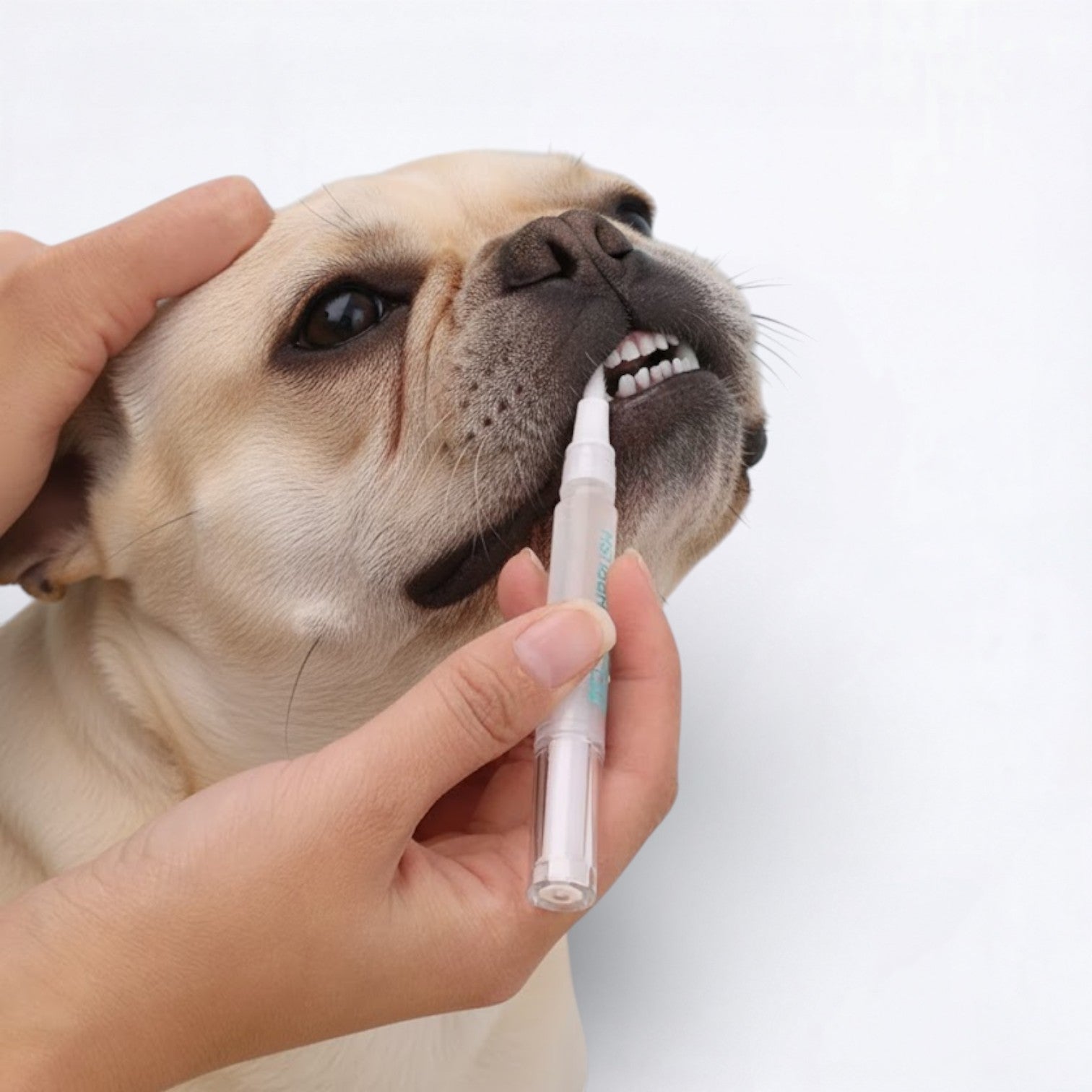 Cleanix Frenchie Toothbrush Pen – Portable Dog Teeth Cleaning Pen