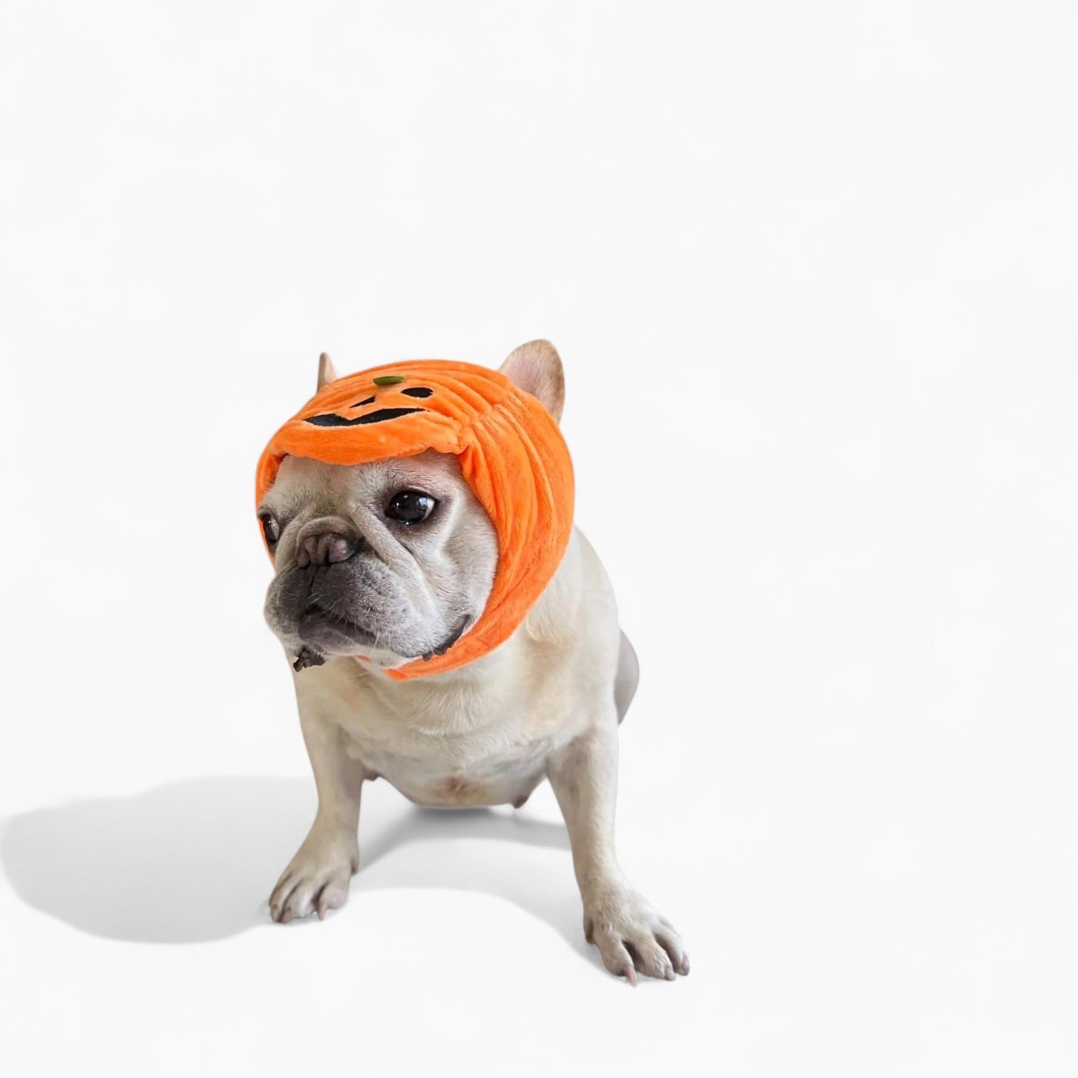 French Bulldog Jackapup Frenchie Pumpkin Costume Hat – Cute Halloween