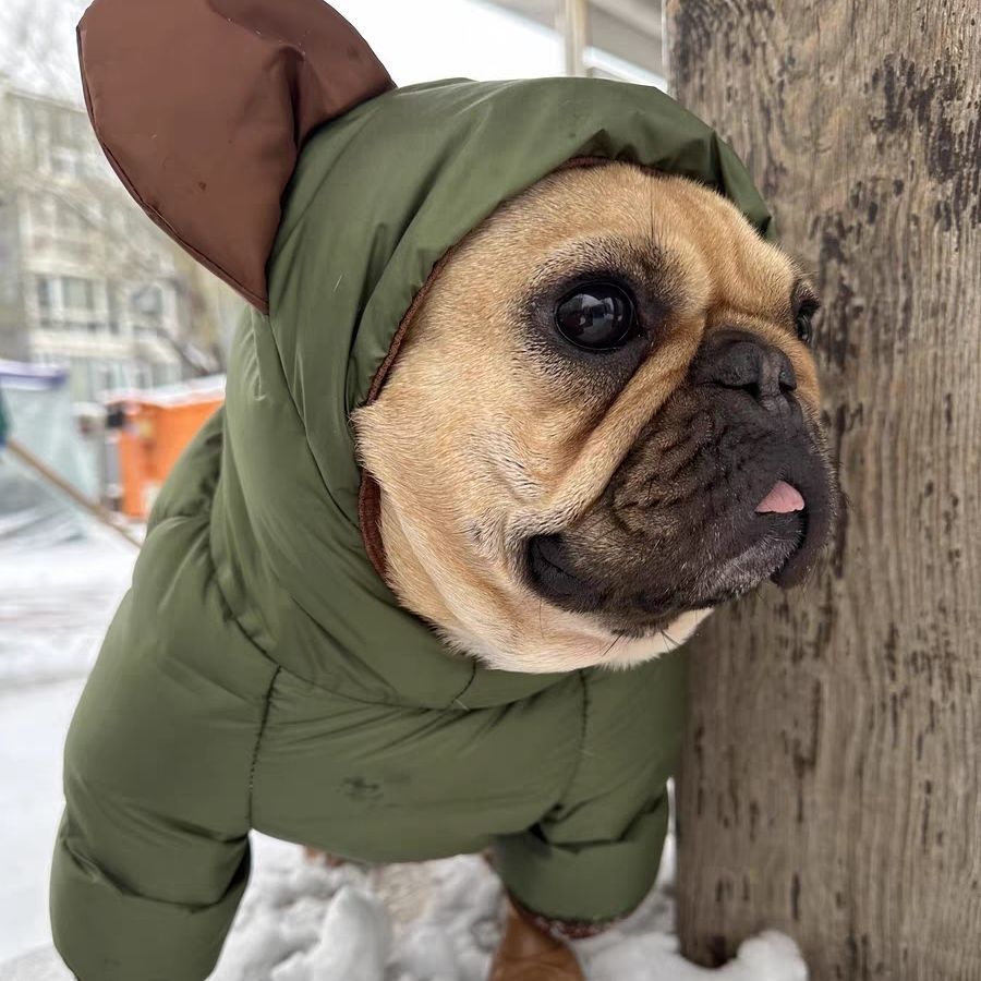 French Bulldog Winter Polyester Jumpsuit – Warm Four-Legged Dog Outfit