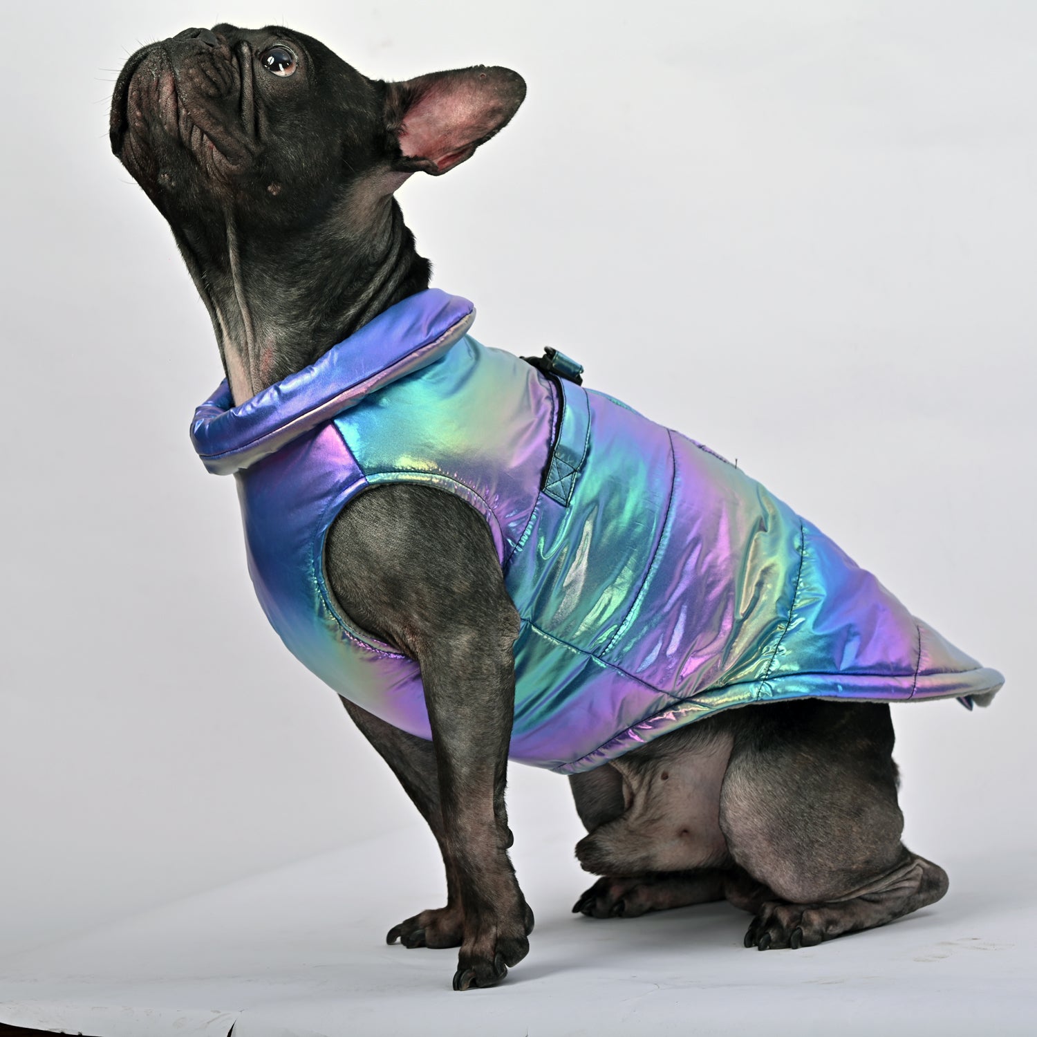 Snow Shield Frenchie Reflective Winter Warm Jacket V1