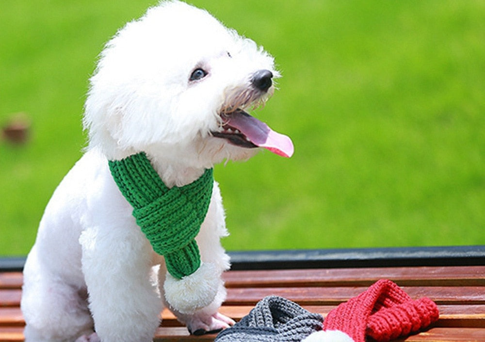 Knit Scarf For French Bulldog For French Bulldogs | Safe For Paws