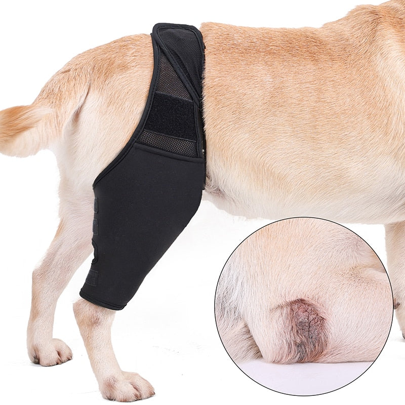 French Bulldog Knee Pads Support Brace (WK03)