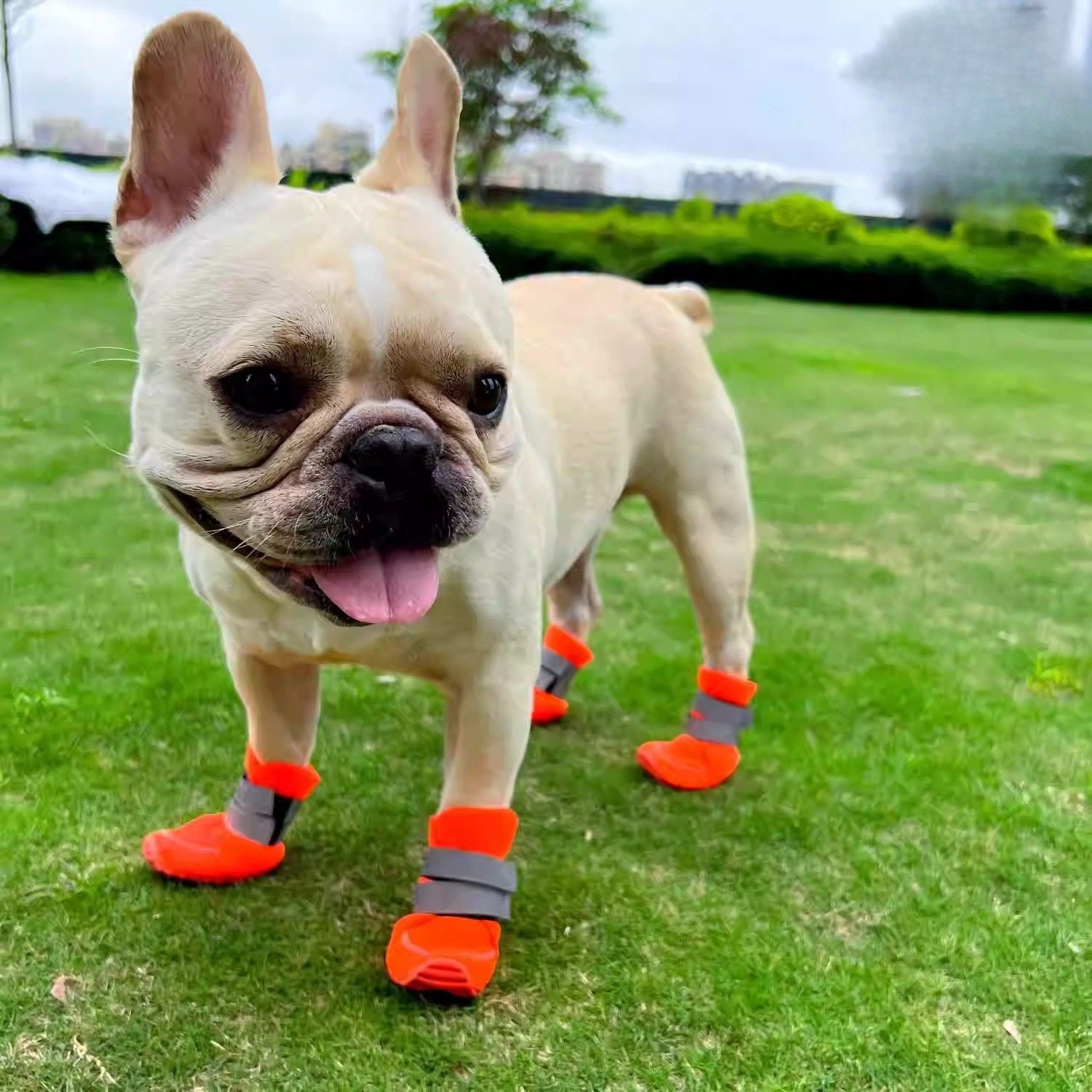 Lightweight Mesh Frenchie Shoes – Perfect for Summer Walks