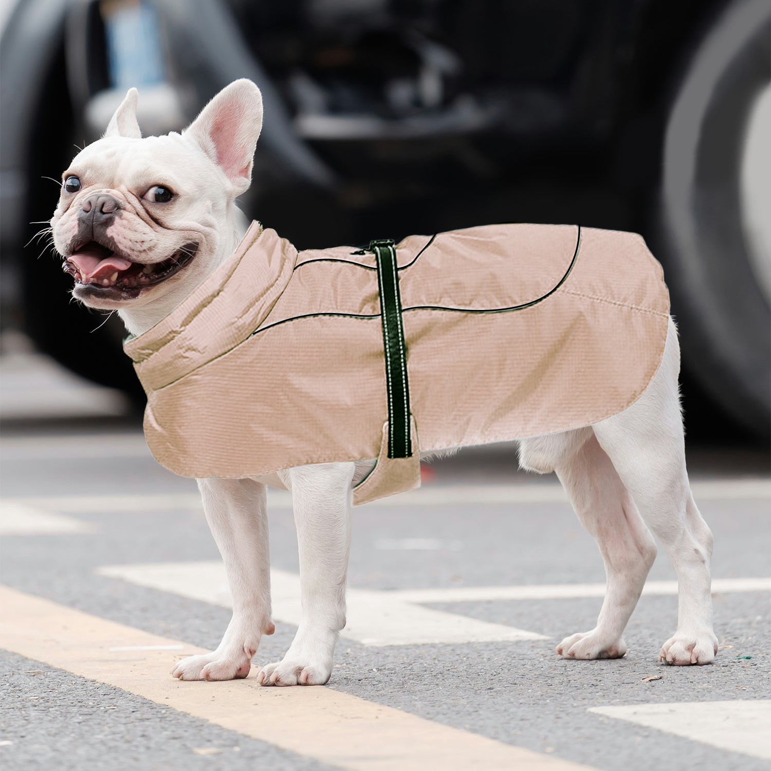 Frenchie Belly-fitting Cotton Jacket Cozy And Comfortable Paw Protection