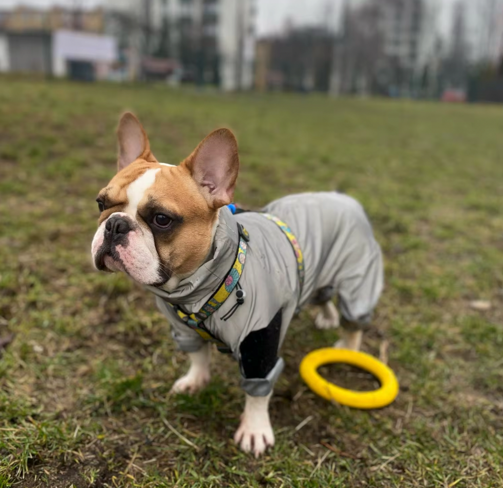 French Bulldog Wetpaw Frenchie Rain Jacket Reflective Hoodie Durable Dog Item