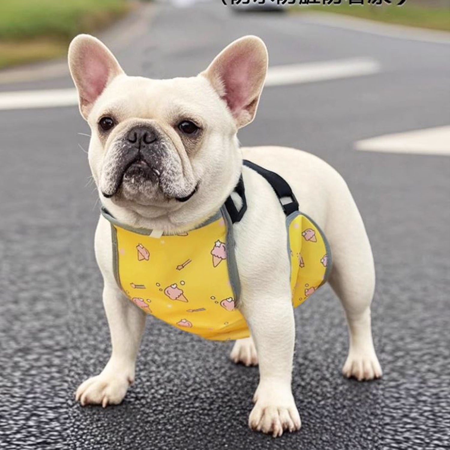 CooLie Frenchie Cooling Vest – Summer Belly Protection Comfort