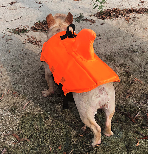 Shark - Warm Life Vest V2 (cs02) Summer Wear | Comfort Fit