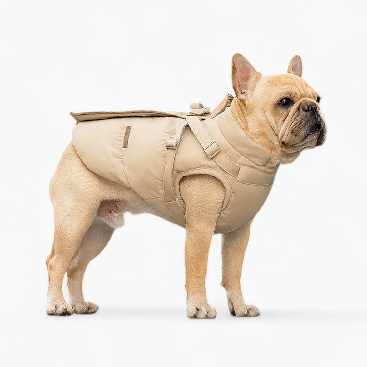Weather-Resistant Chilluxe French Bulldog Jacket – Cotton-padded Wind...