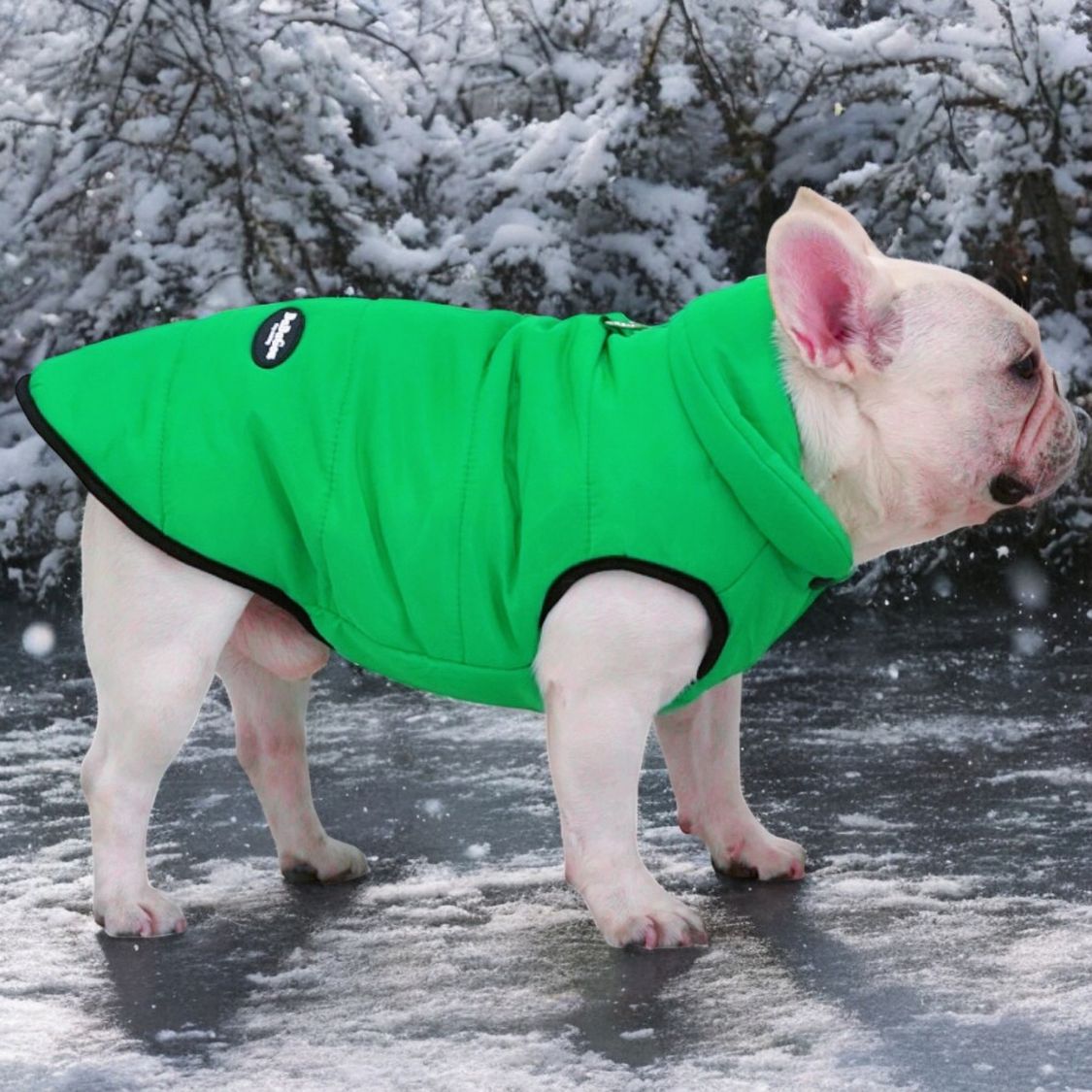 Premium Frenchie Winter Jacket - Comfortable Vest with D-Ring for Safe Traction