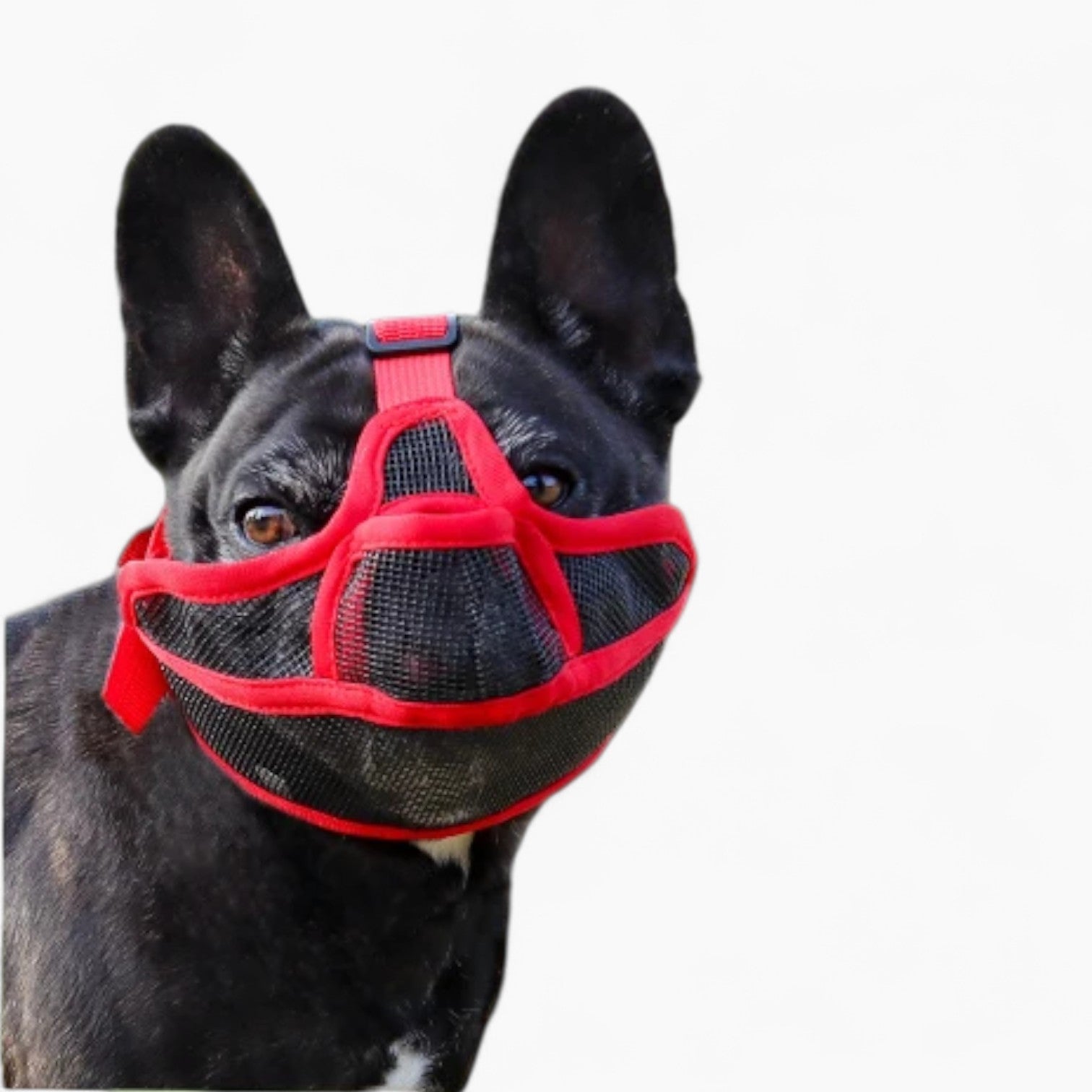 SnoutEase Frenchie Mesh Muzzle – Breathable Anti-Bark Safety Mask
