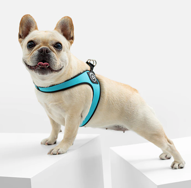 Easy-Walk™ - No Pull French Bulldog Harness (WS601)