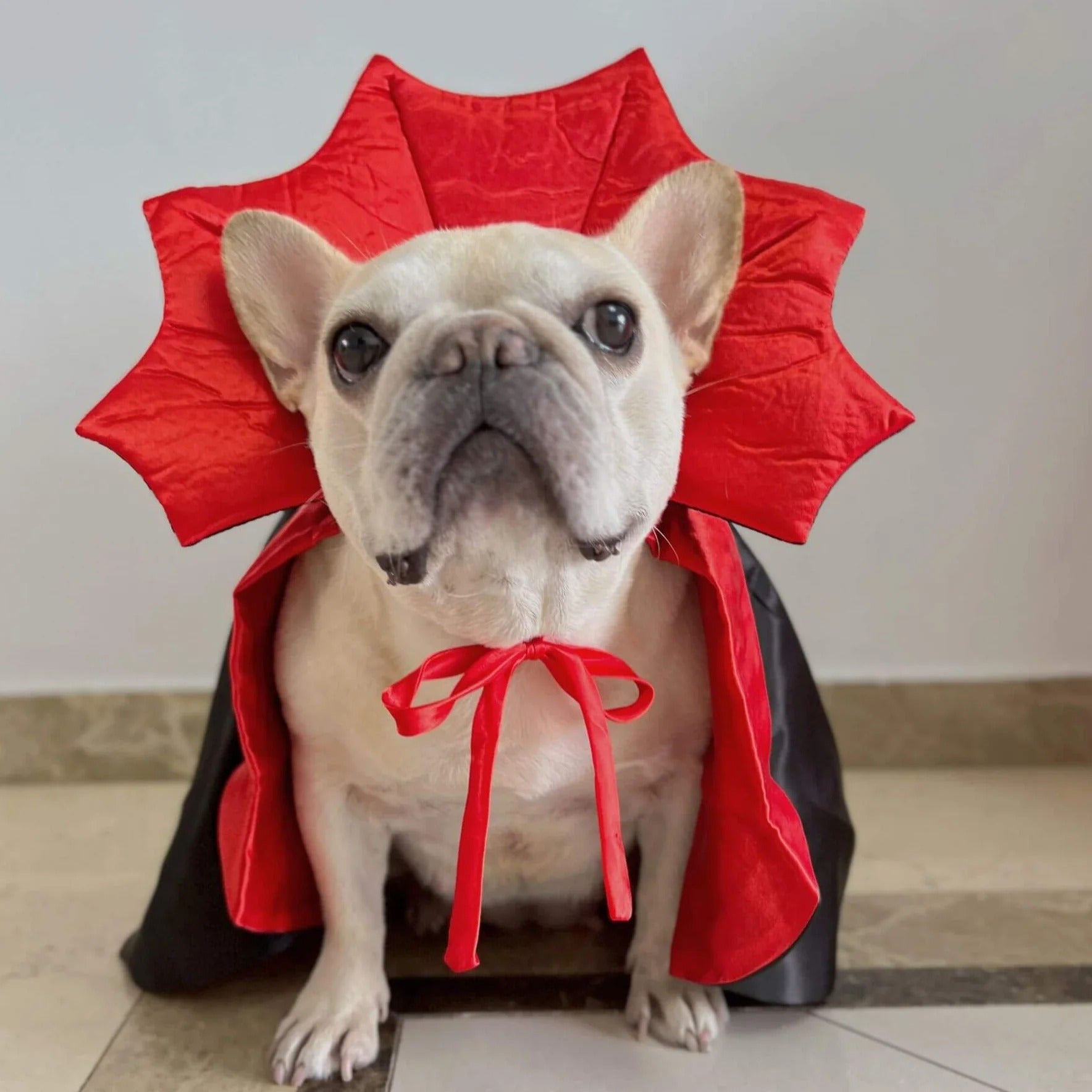 Minimal-Aesthetic Vampuff Frenchie Vampire Cloak Costume – Halloween ...
