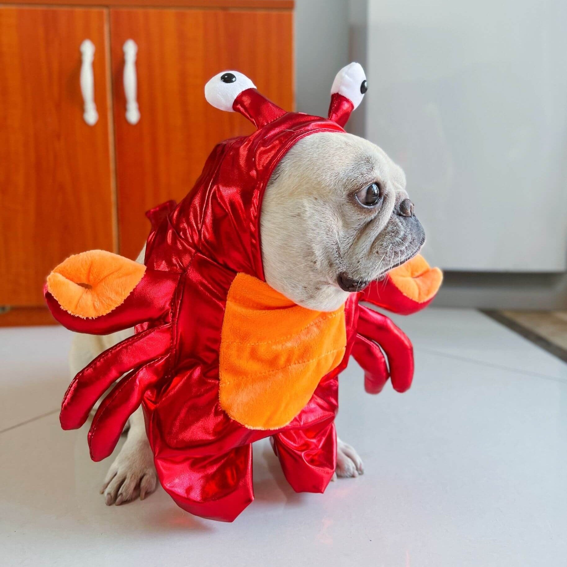 Frenchie-Fan Crustapup Frenchie Red Crab Costume – Warm Cotton Funny ...