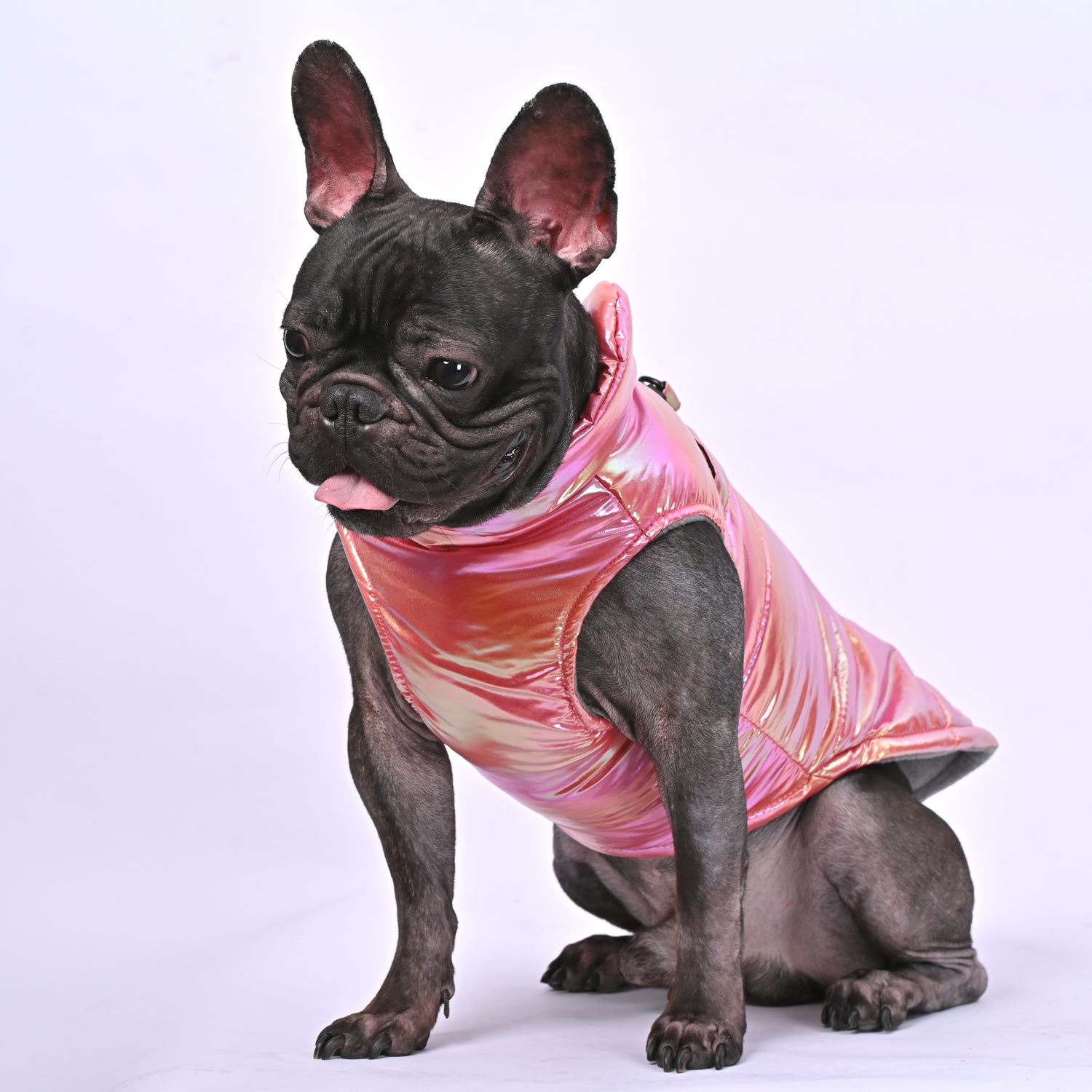 Everyday Snow Shield Frenchie Reflective Winter Warm Jacket V2 for Ca...