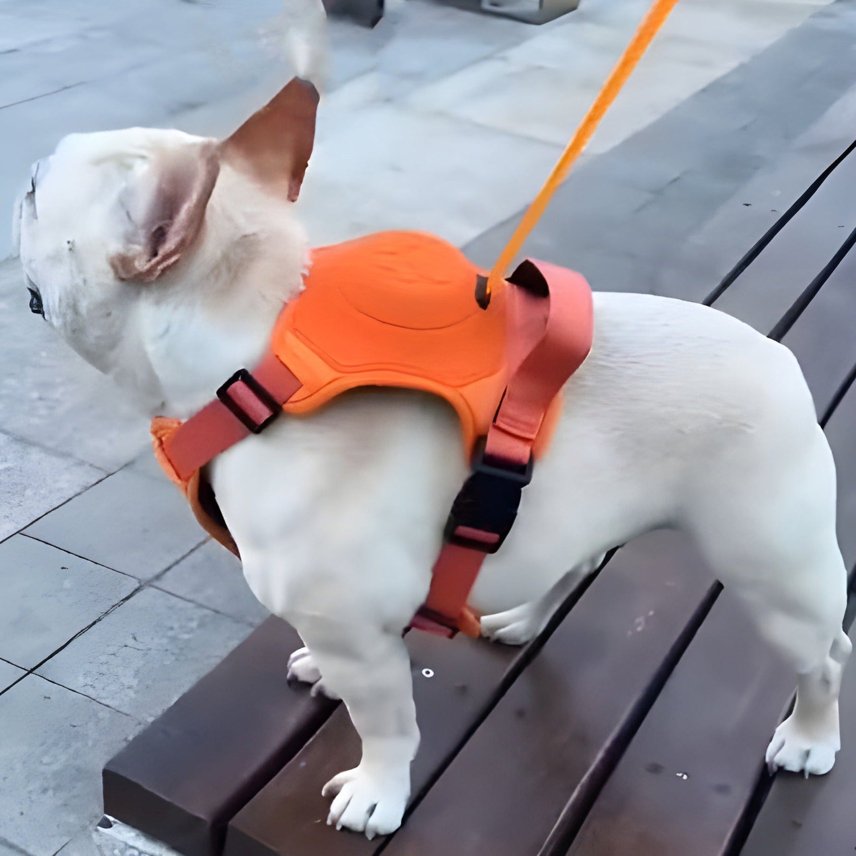 BulldogBound Frenchie Harness and Retractable Leash Set All-in-One