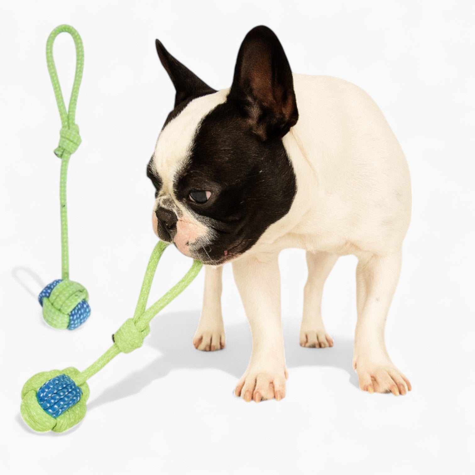 Chompix Frenchie Chew Toy – Dental Cleaning Cotton Rope Tug Toy