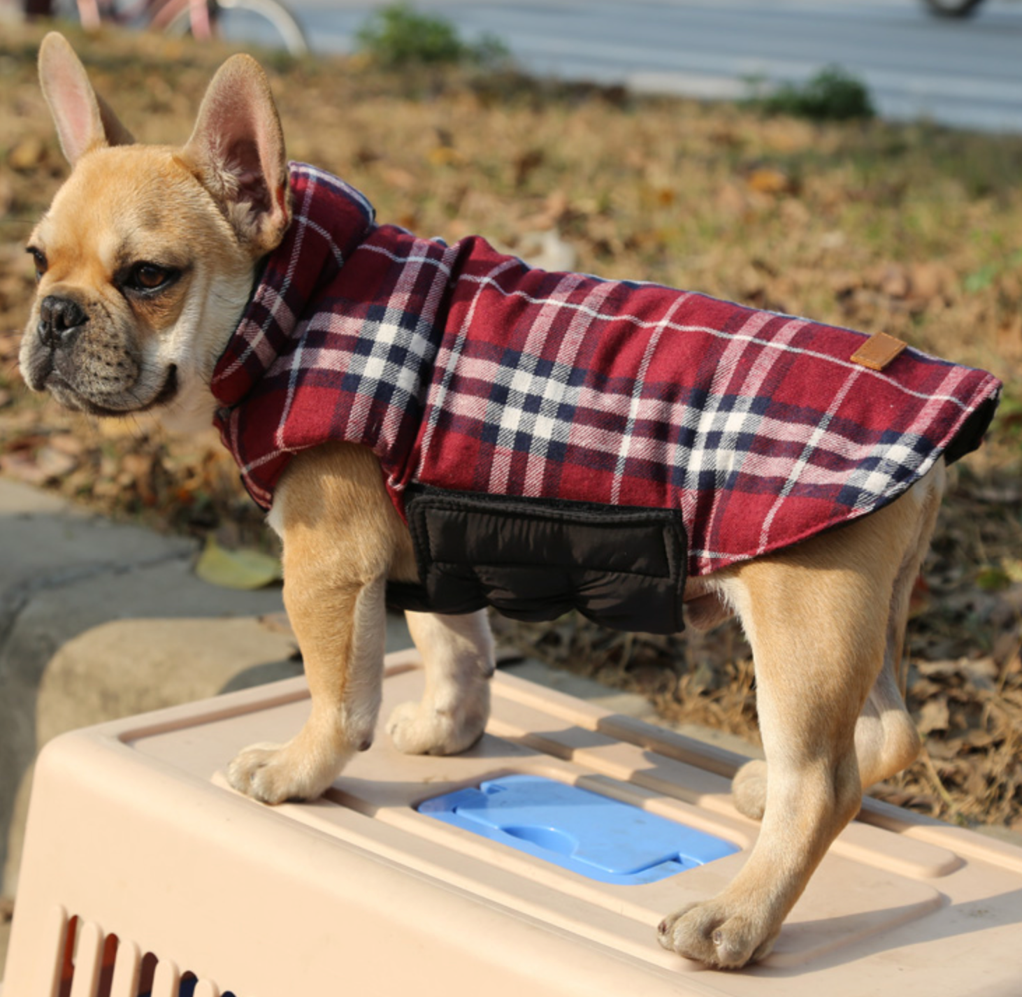 French bulldog Jacket (WS18)
