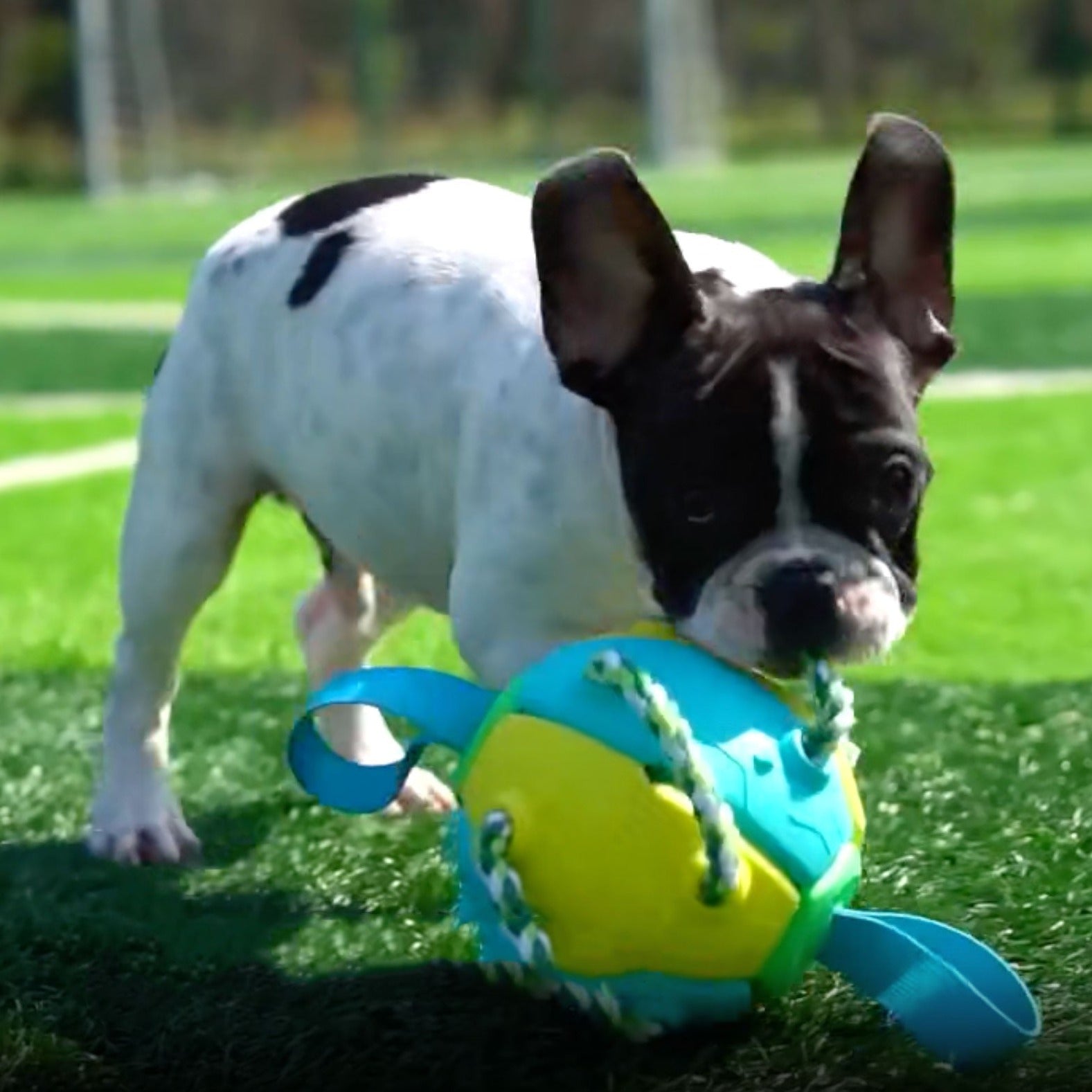 Ball With Tabs Inflated Training Toy Outdoor Use | Breed-optimized