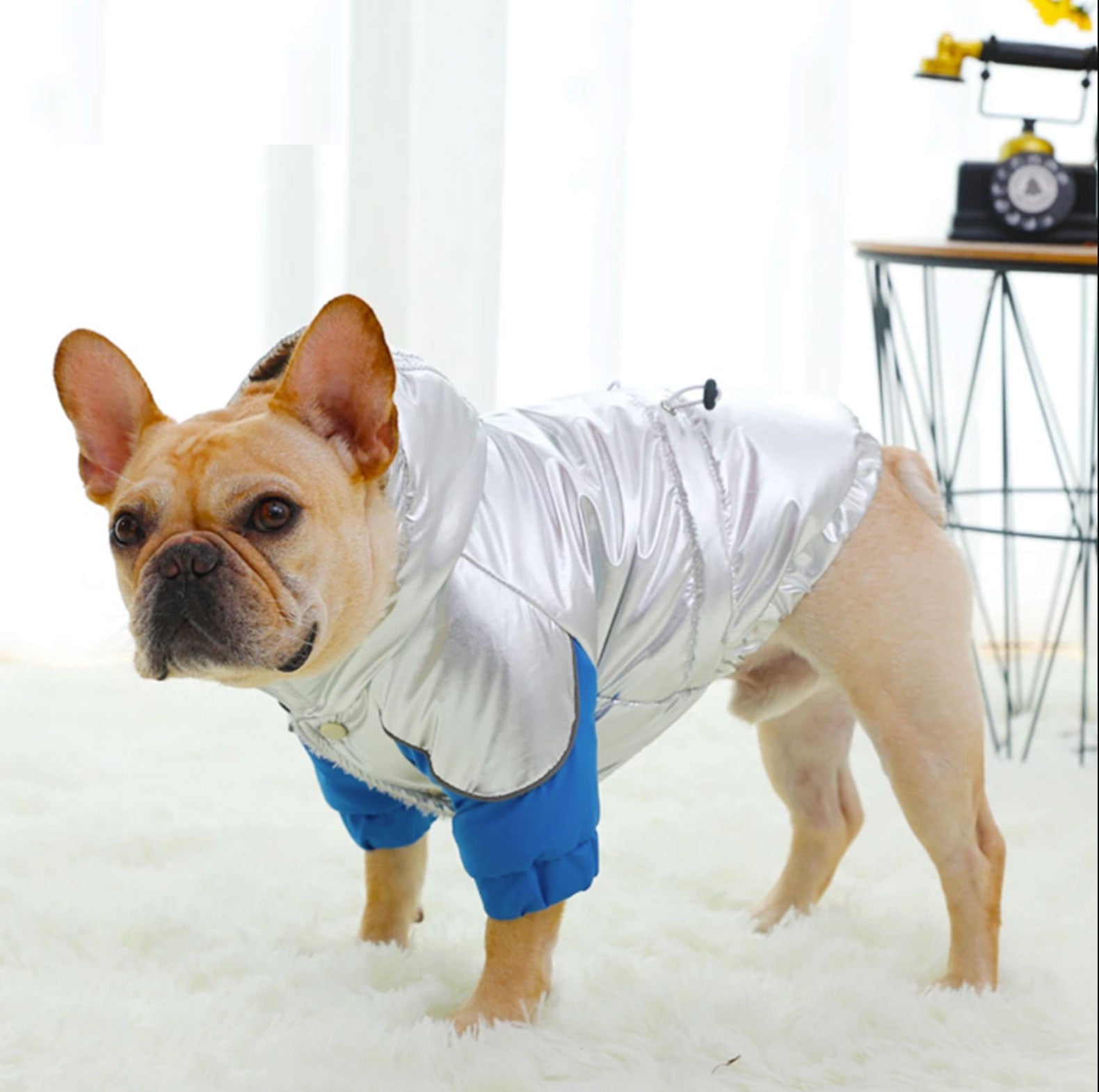 Warm - Premium Winter Coat For French Bulldog (ws305) Summer Wear