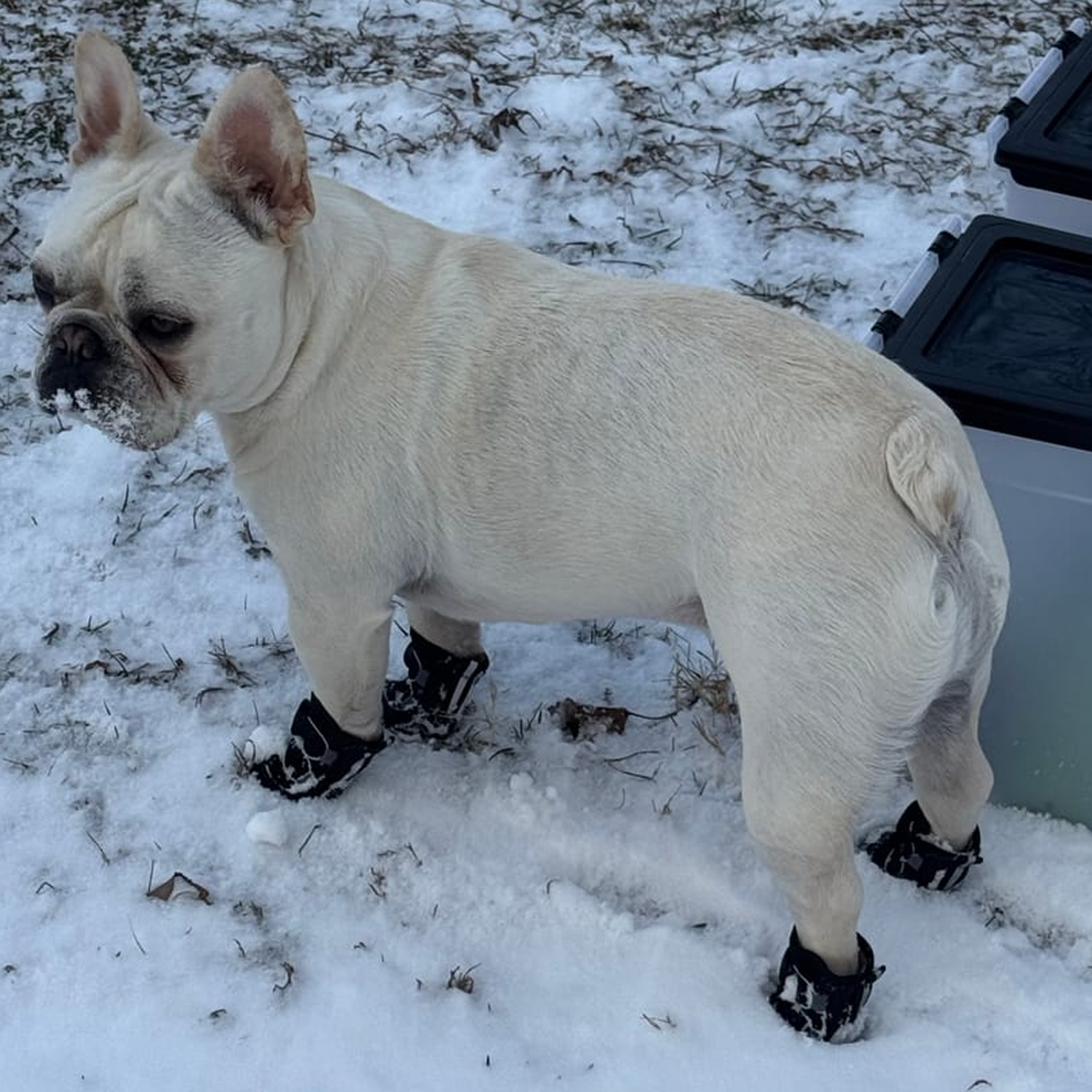 – Non-slip Dog Boots For Cold Weather Paw Protection | Vet-recommended