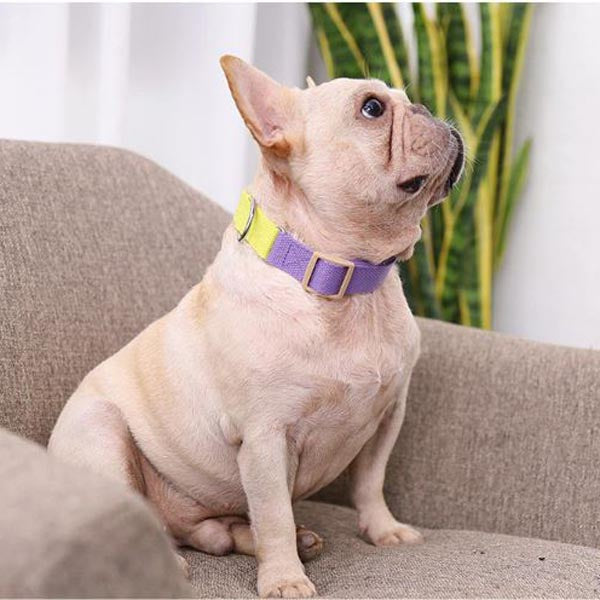Pureleash™️ - French Bulldog Harness And Leash