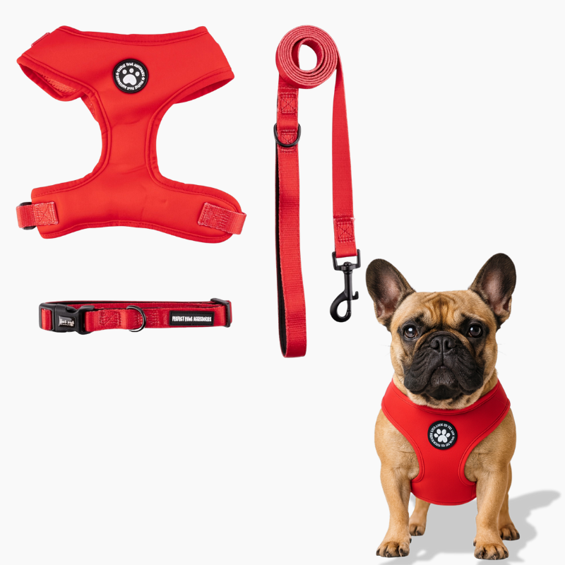 Pawzora Frenchie Harness Set – No-Pull Harness Leash Collar Combo