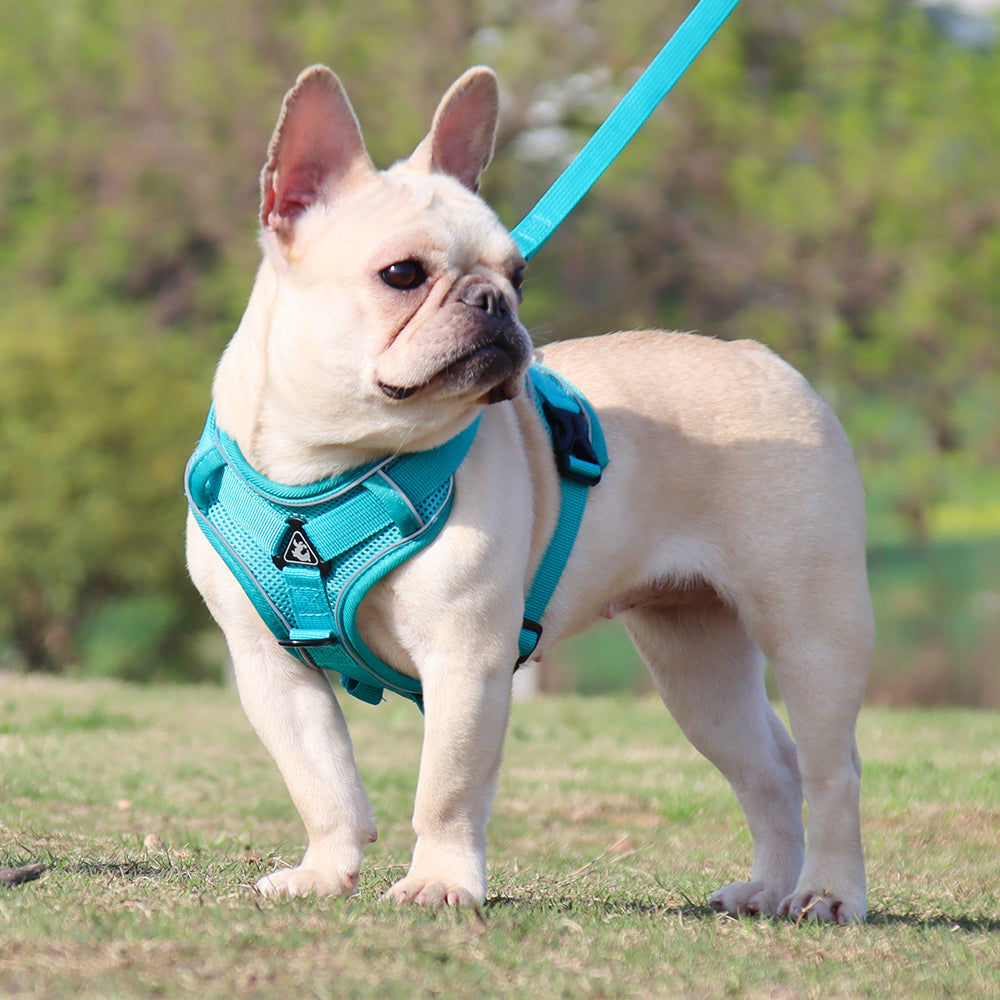 Outdoor-Adventure Reluxy™ -french Bulldog Harness Leash Set (wk01) fo...