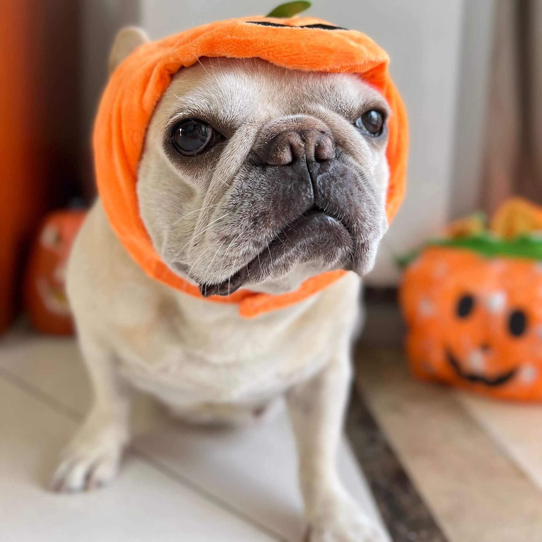 Jackapup Frenchie Pumpkin Costume Hat – Cute Halloween Fleece Dog Festival Hat