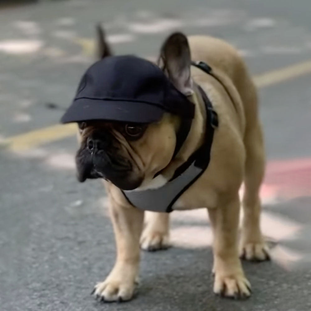 French Bulldog Stylish Sunshade Hat For French Bulldogs Exposed Ears