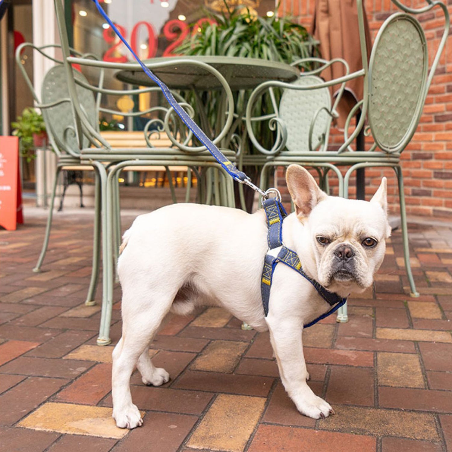 Weather-Resistant Denivox Frenchie Denim Harness Leash Set – Anti-bre...