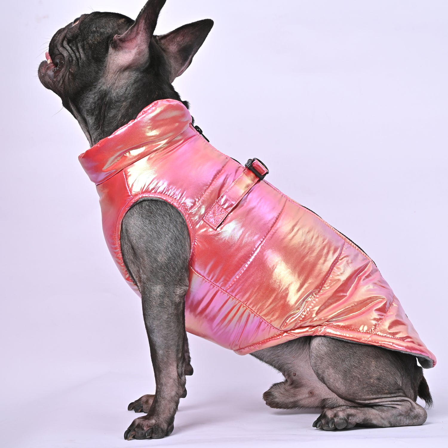 French Bulldog Snow Shield Frenchie Reflective Winter Warm Jacket V2 Warm Dog Outfit