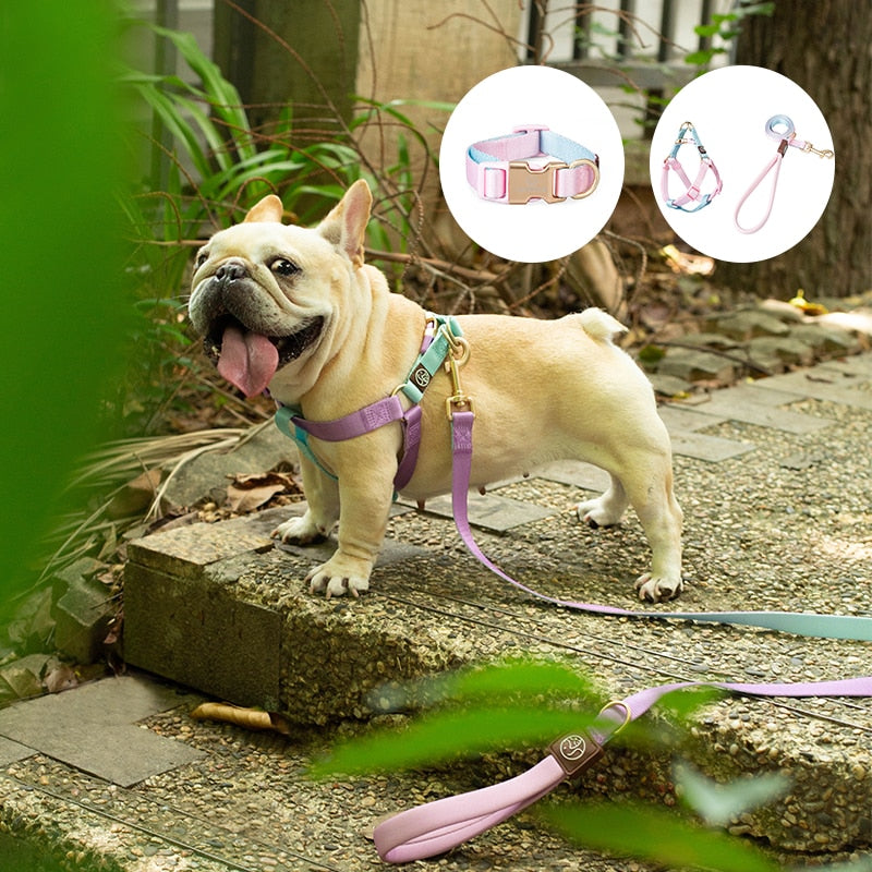 Indoor-Play Frenchie No Pull Harness Leash Set Combining Comfort With...