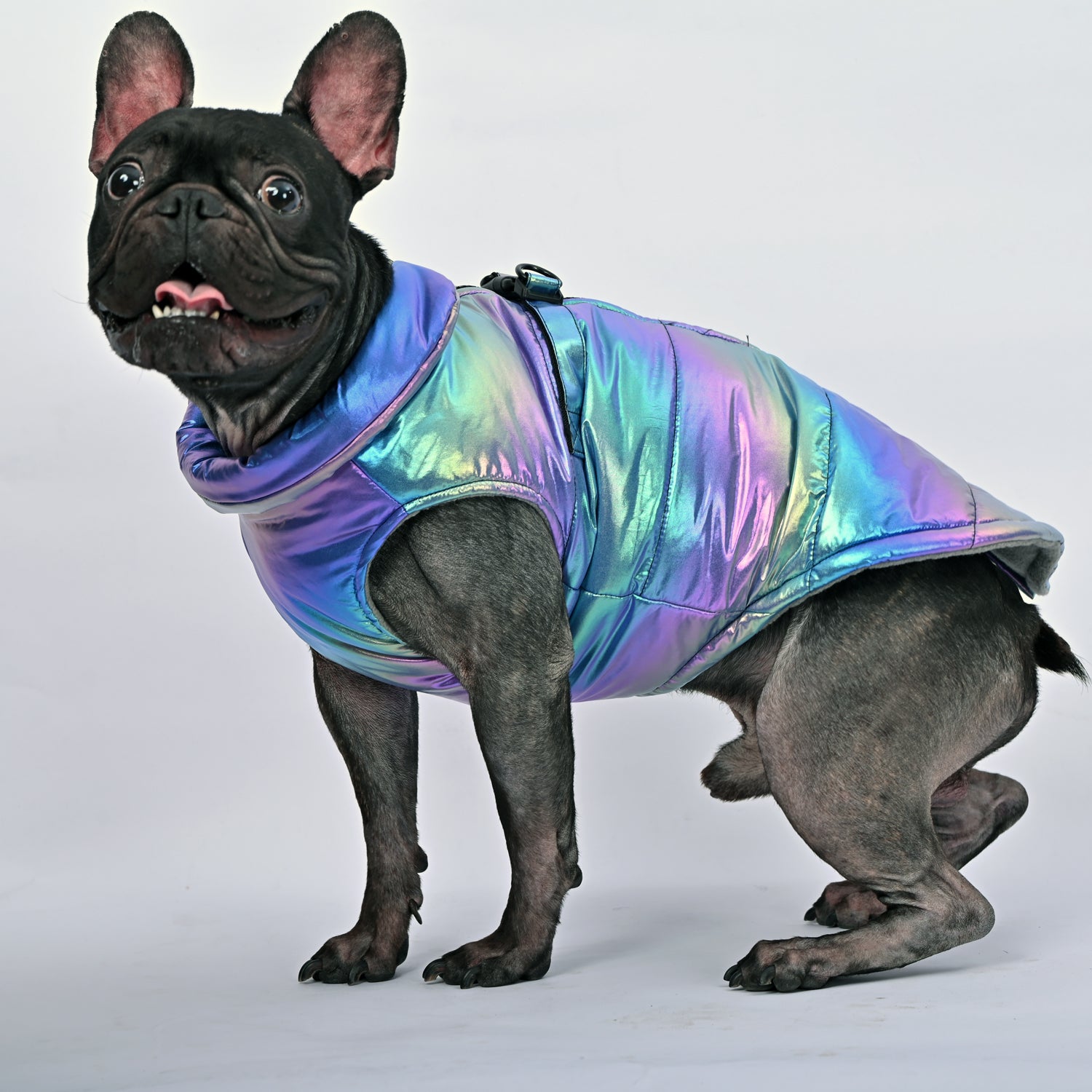 Bulldog Shield Frenchie Reflective Winter Warm Jacket V1 Paw Protection