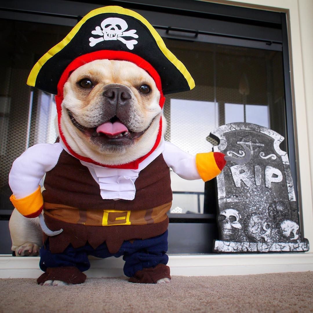Pirate French Bulldog Halloween Costume Summer Wear | Non-slip Design