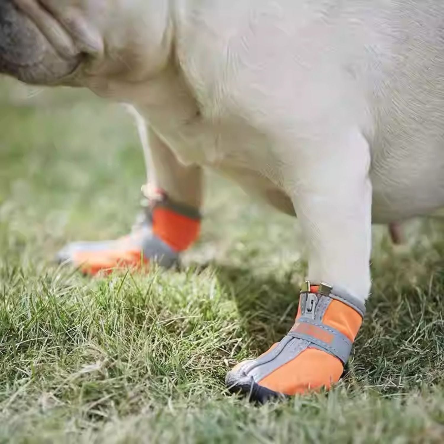 French Bulldog Booties – Non-slip And Durable Pet Gear | Safe For Paws