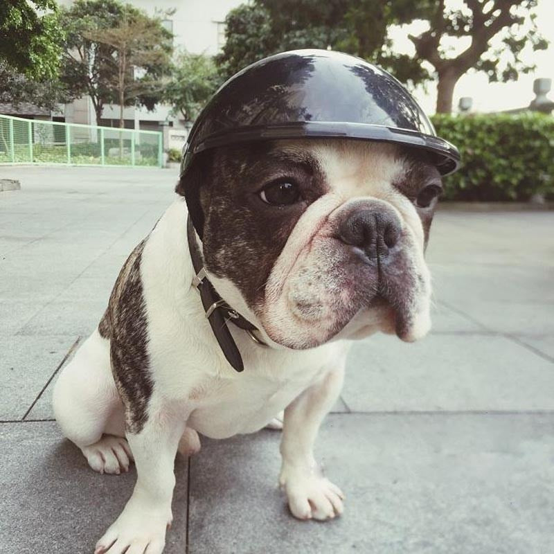Breed-specific Frenchie Helmets (ws69) For Frenchie Pups