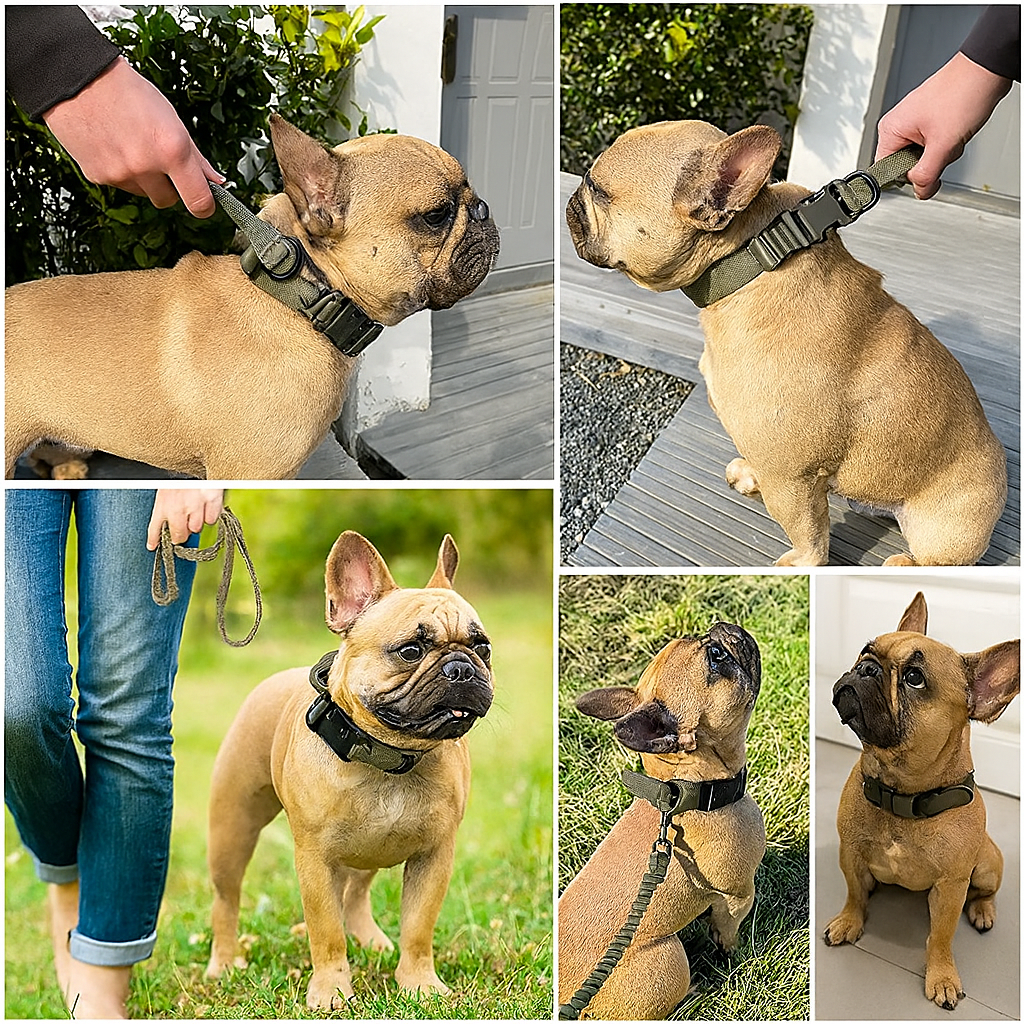 Tactipup Frenchie Tactical Collar – Durable Adjustable Military-Style for Training