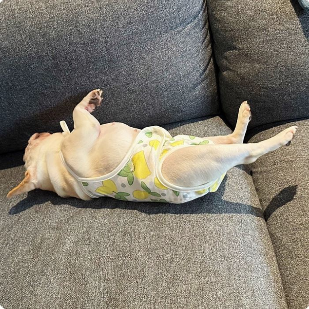 Fashion-Forward Easypaw Frenchie Menstrual Pants – Leak-proof Heat Cy...