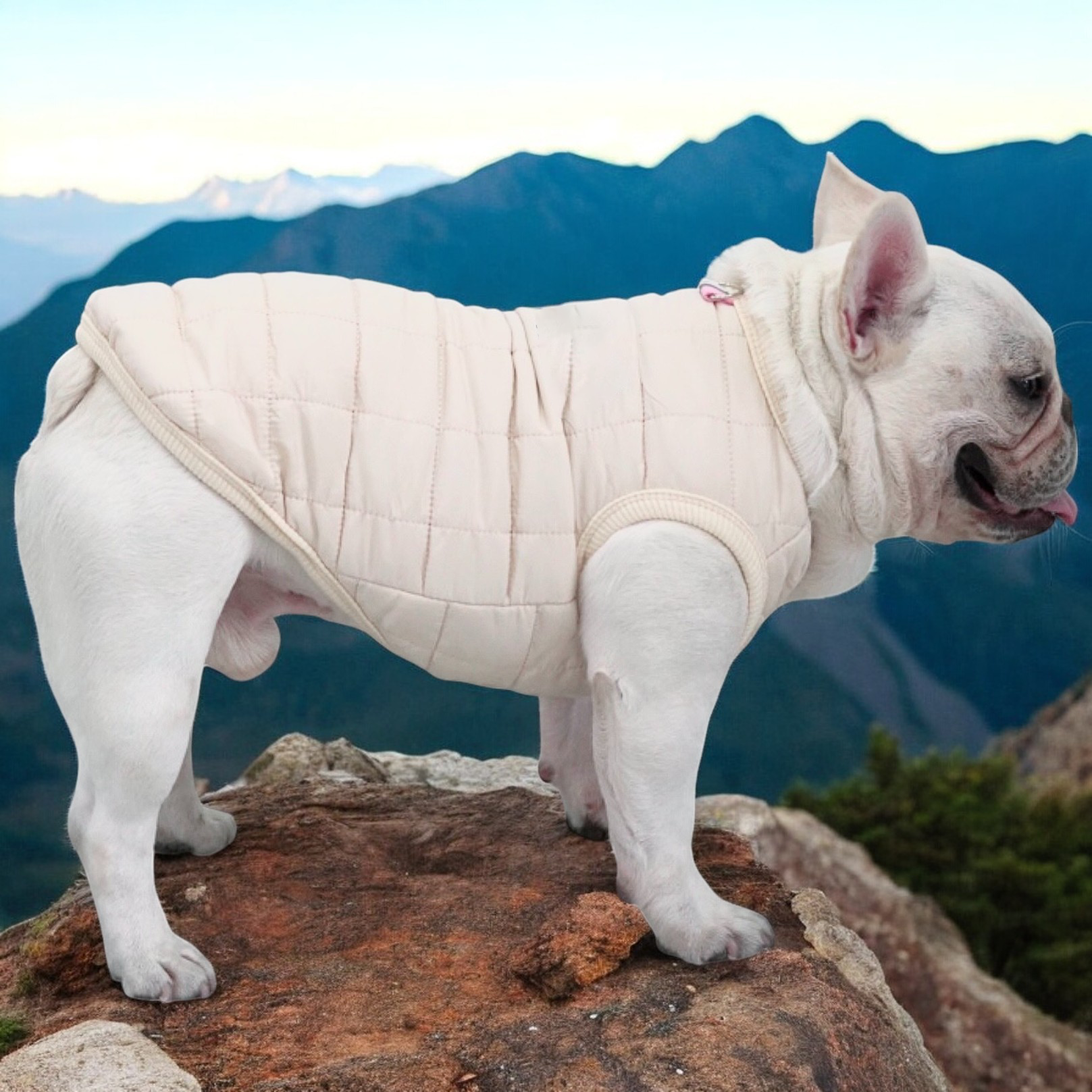 The Dog Face - Frenchie Vest Jacket