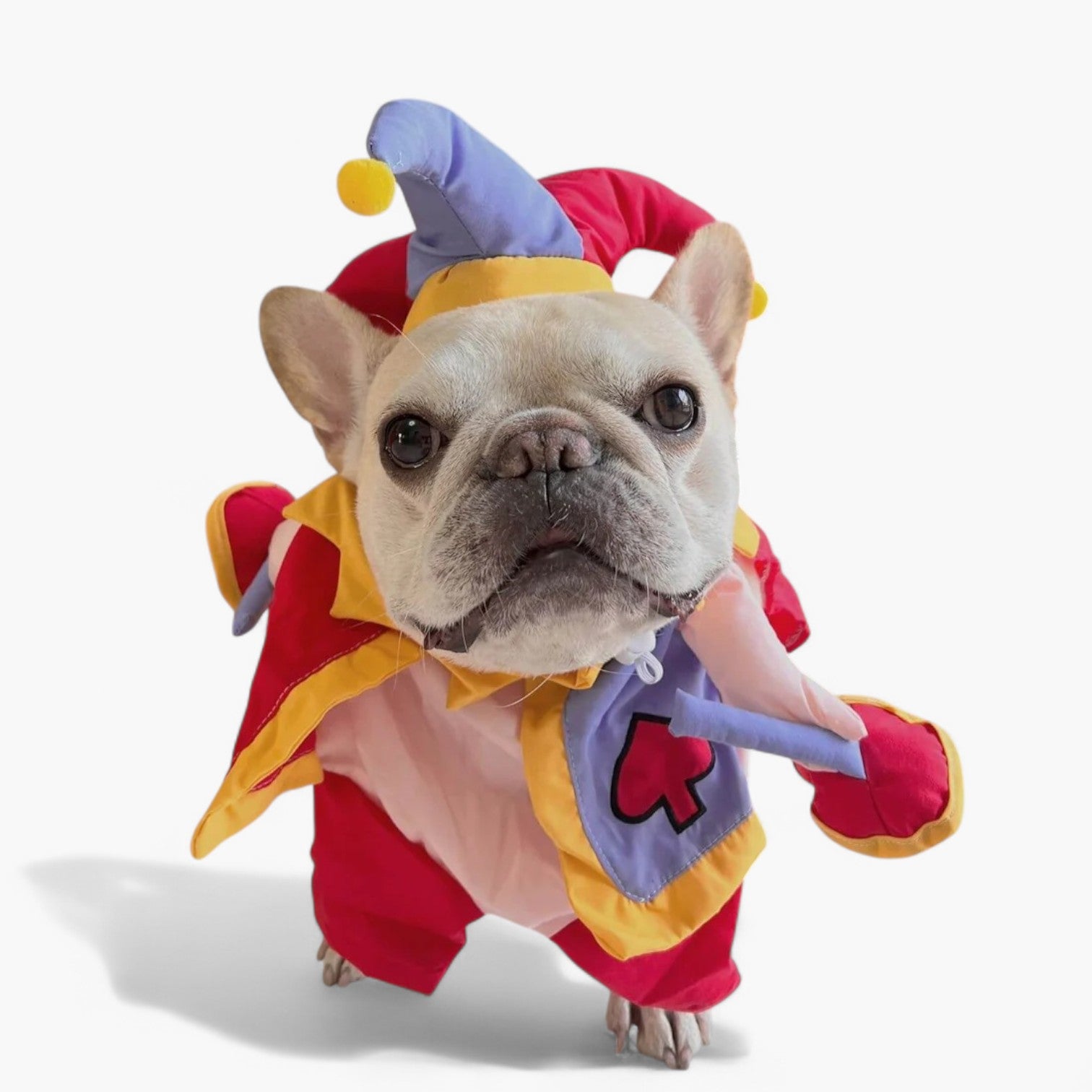 JestiBull Frenchie Clown Costume – Funny Halloween Christmas Dog Outfit