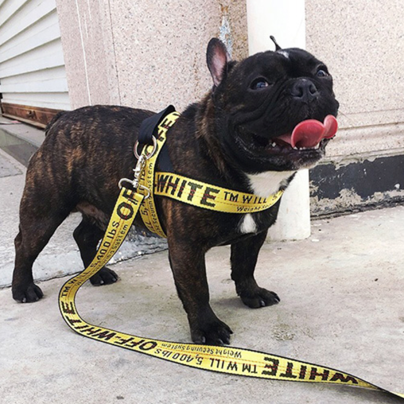 Breed-specific Leash & Harness Set For French Bulldog (ws311) Indoor Use