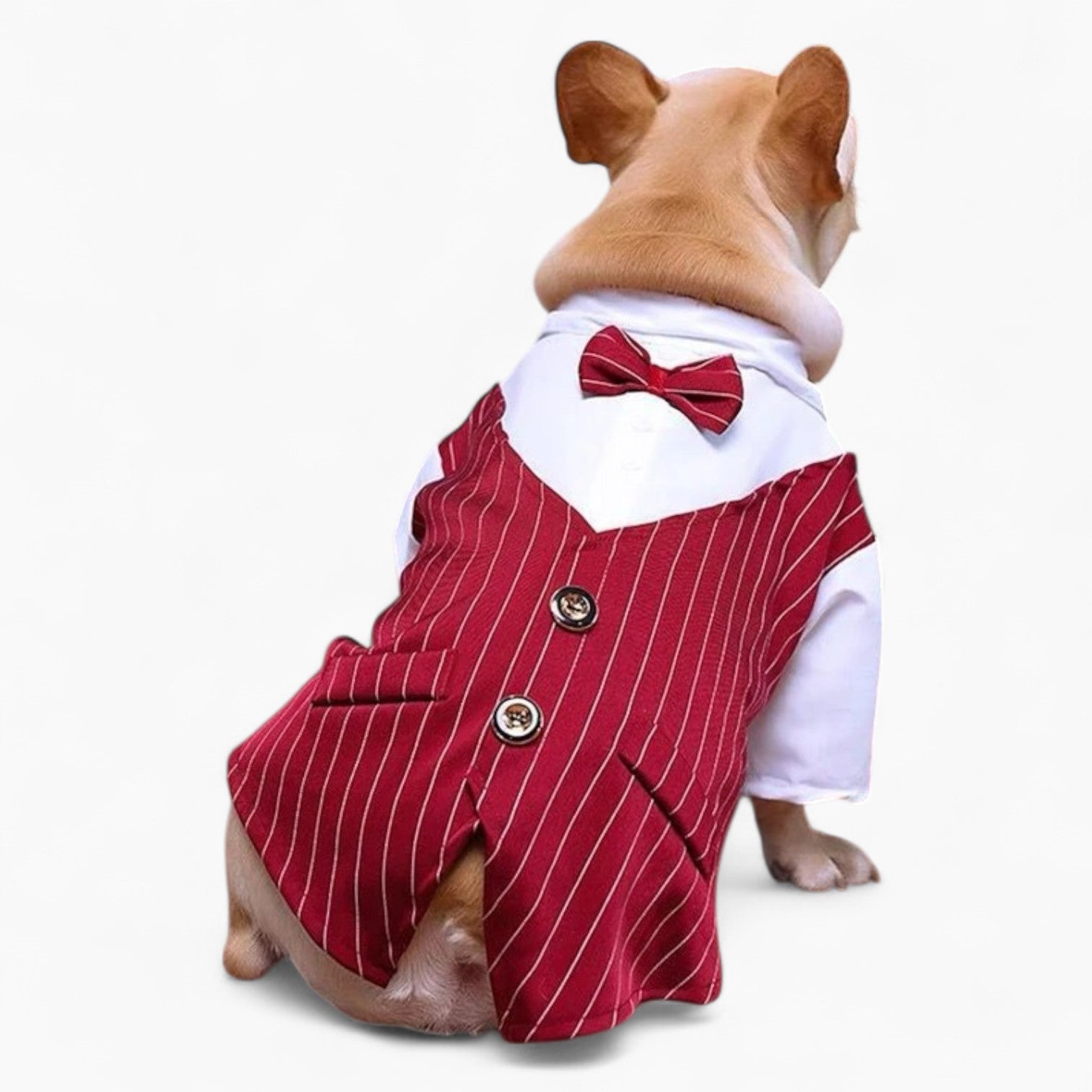 – Formal Dog Wedding Outfit With Bow Tie For Frenchie Pups | Comfort Fit