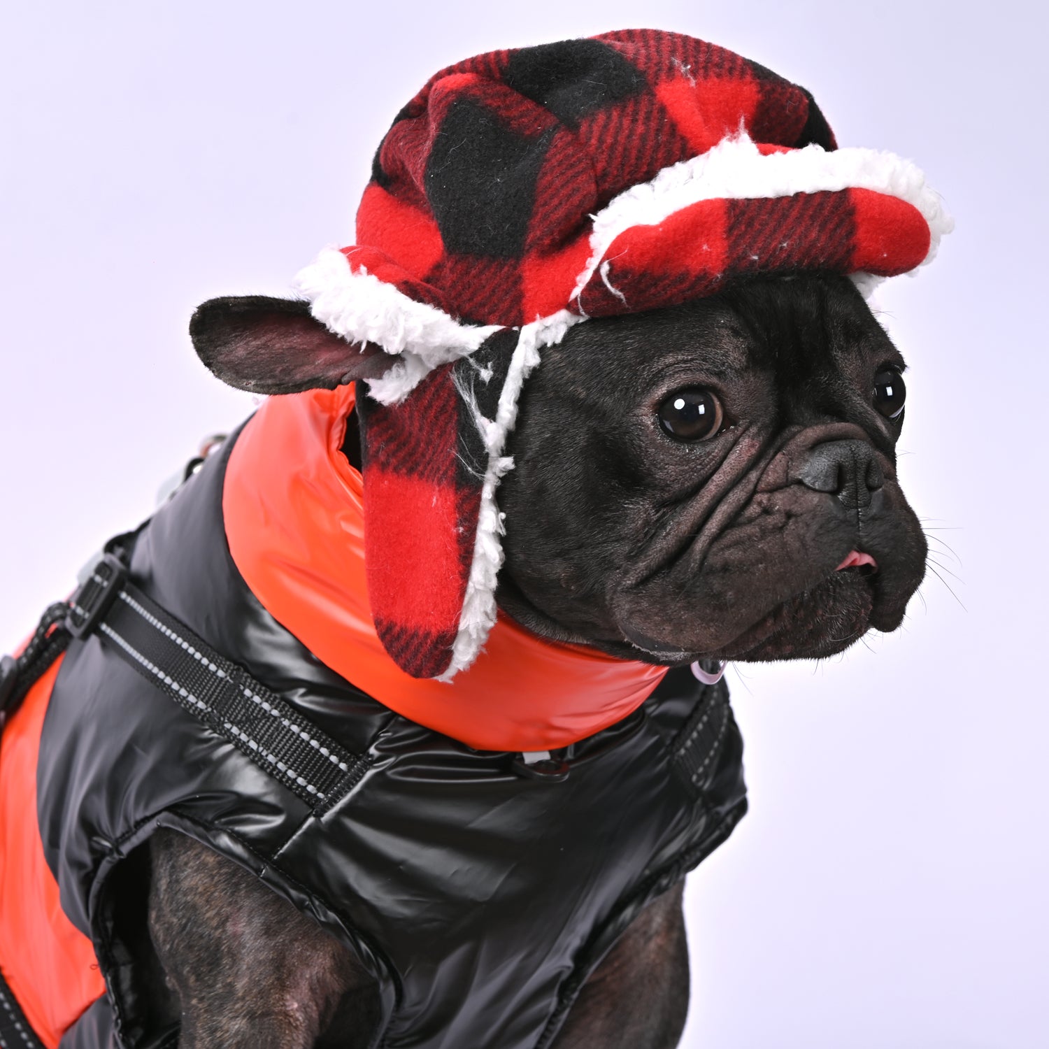 Snuggles Frenchie Warm Reflective Winter Jacket V1 Summer Wear