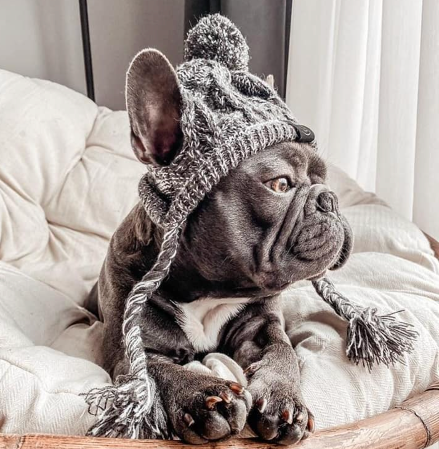 Winter Cap For French Bulldog (ws312) Dog Supplies | Durable Build