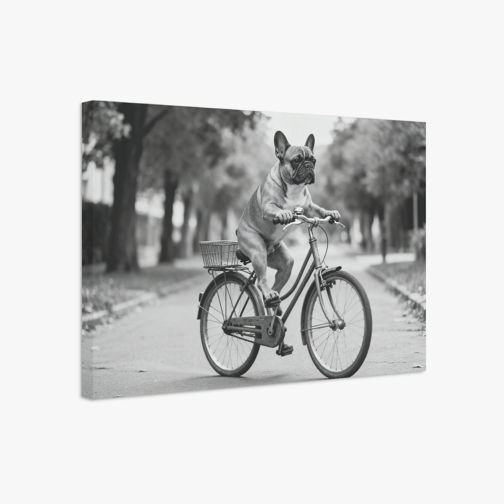 Dolly - Adorable Frenchie canvas Wall Art