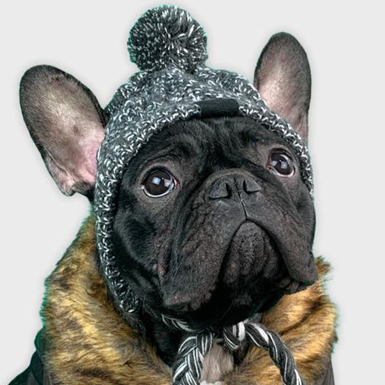 French Bulldog Windproof Woolen Winter Cap For French Bulldog (ws312) Warm Dog Outfit